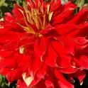 Dahlia x 'Bodacious' fleur